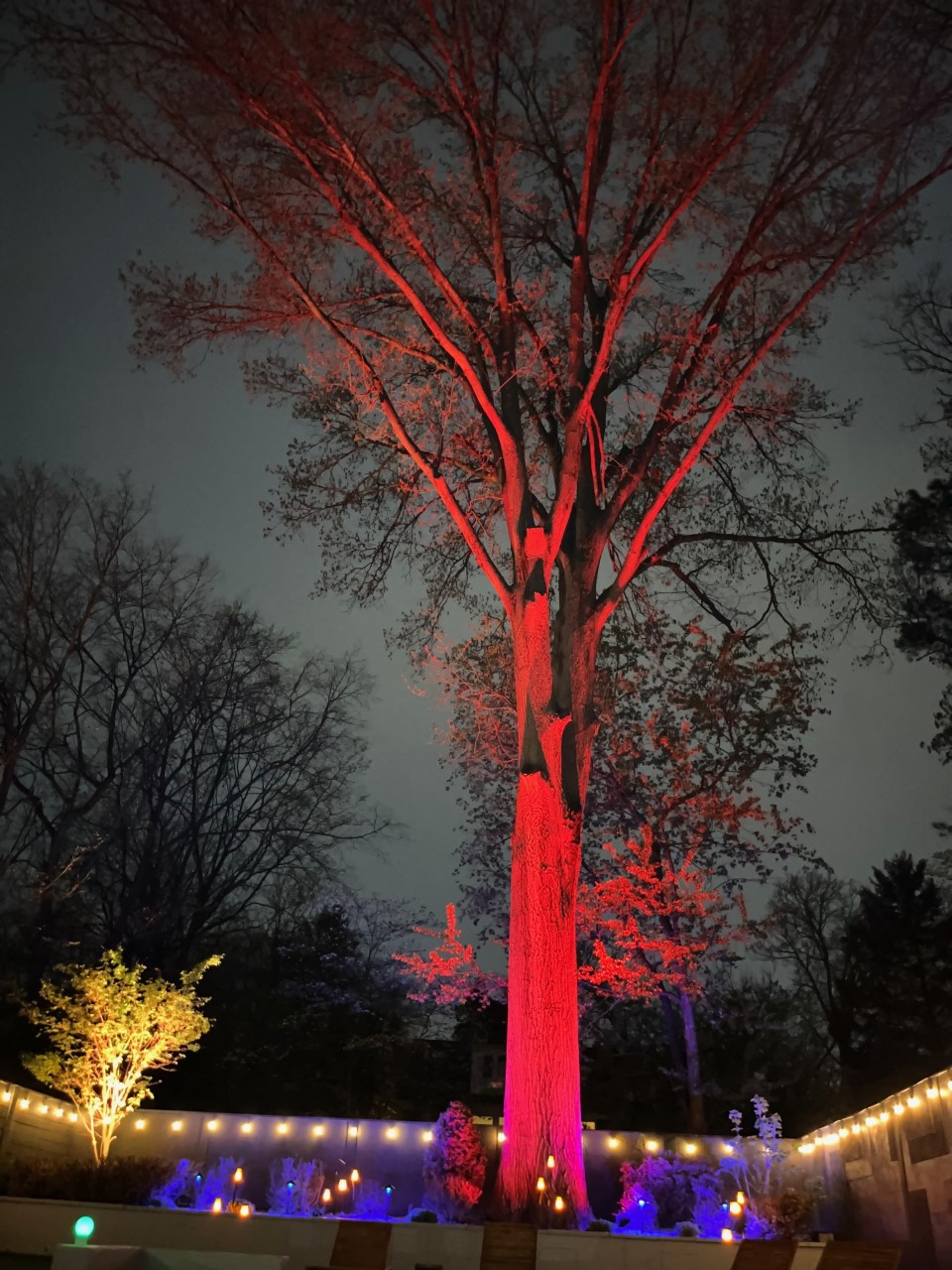 red colored tree lighting
