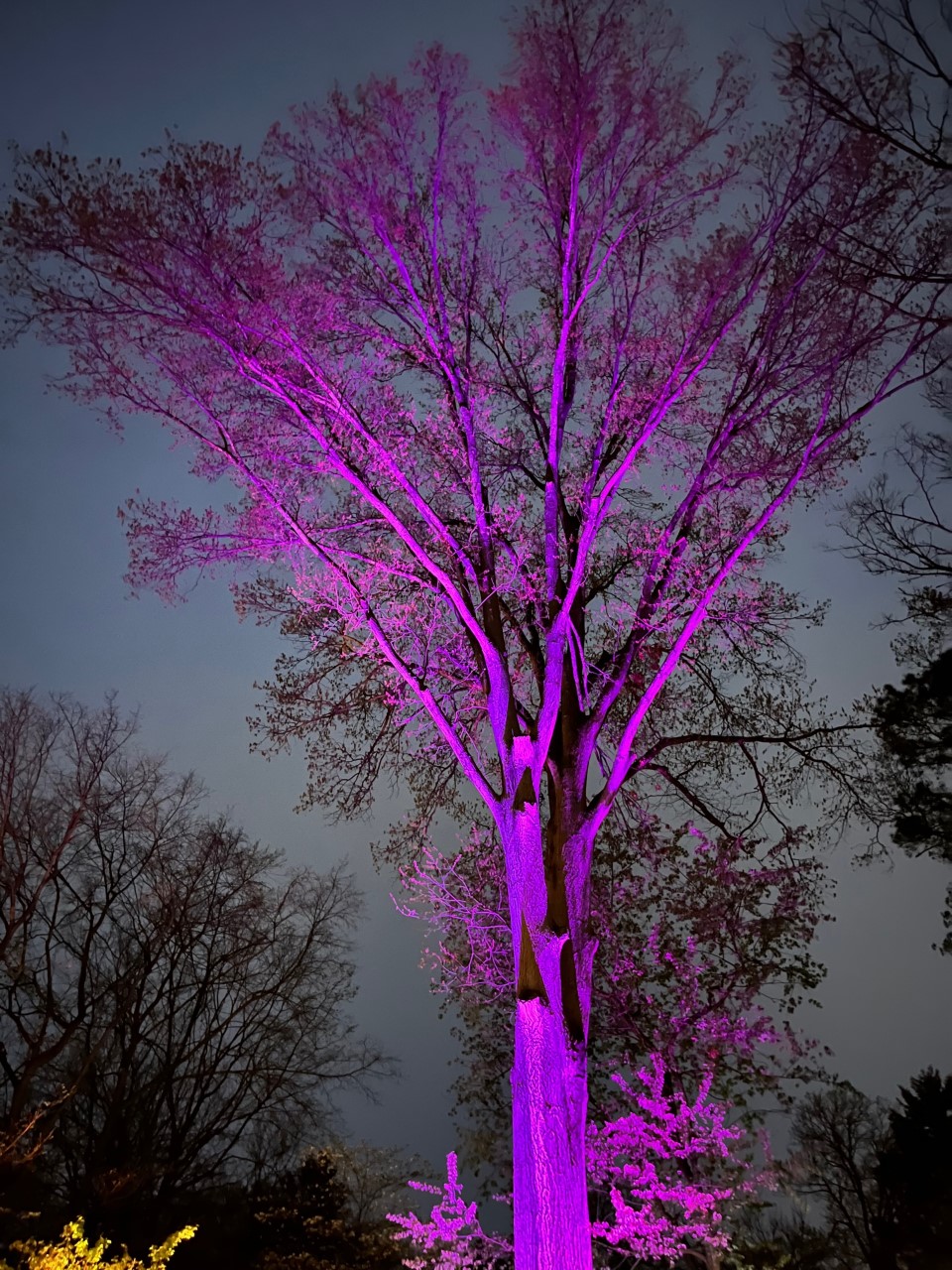 purple lit tree custom tree lighting