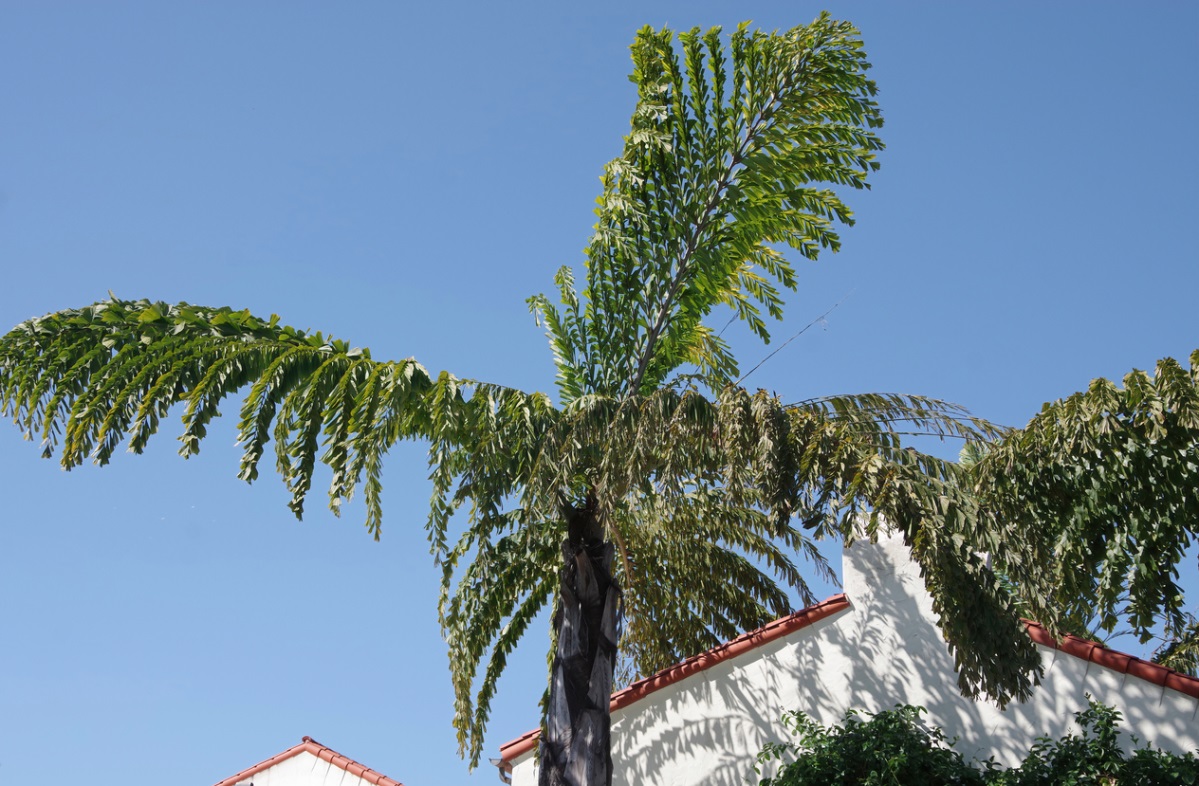 cabbage palms