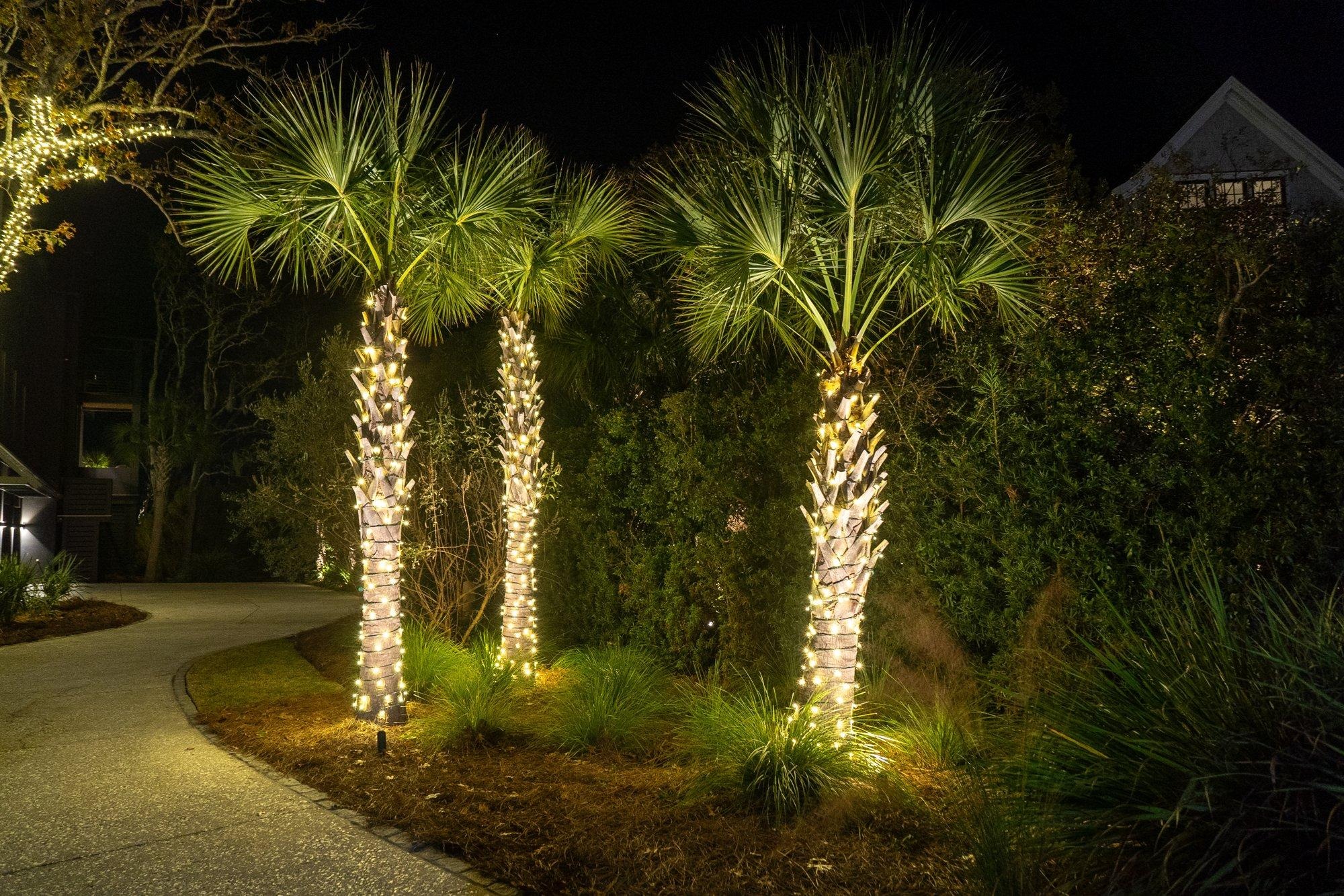 Palmetto trunks wrapped in warm white holiday lights lining a curving front walkway
