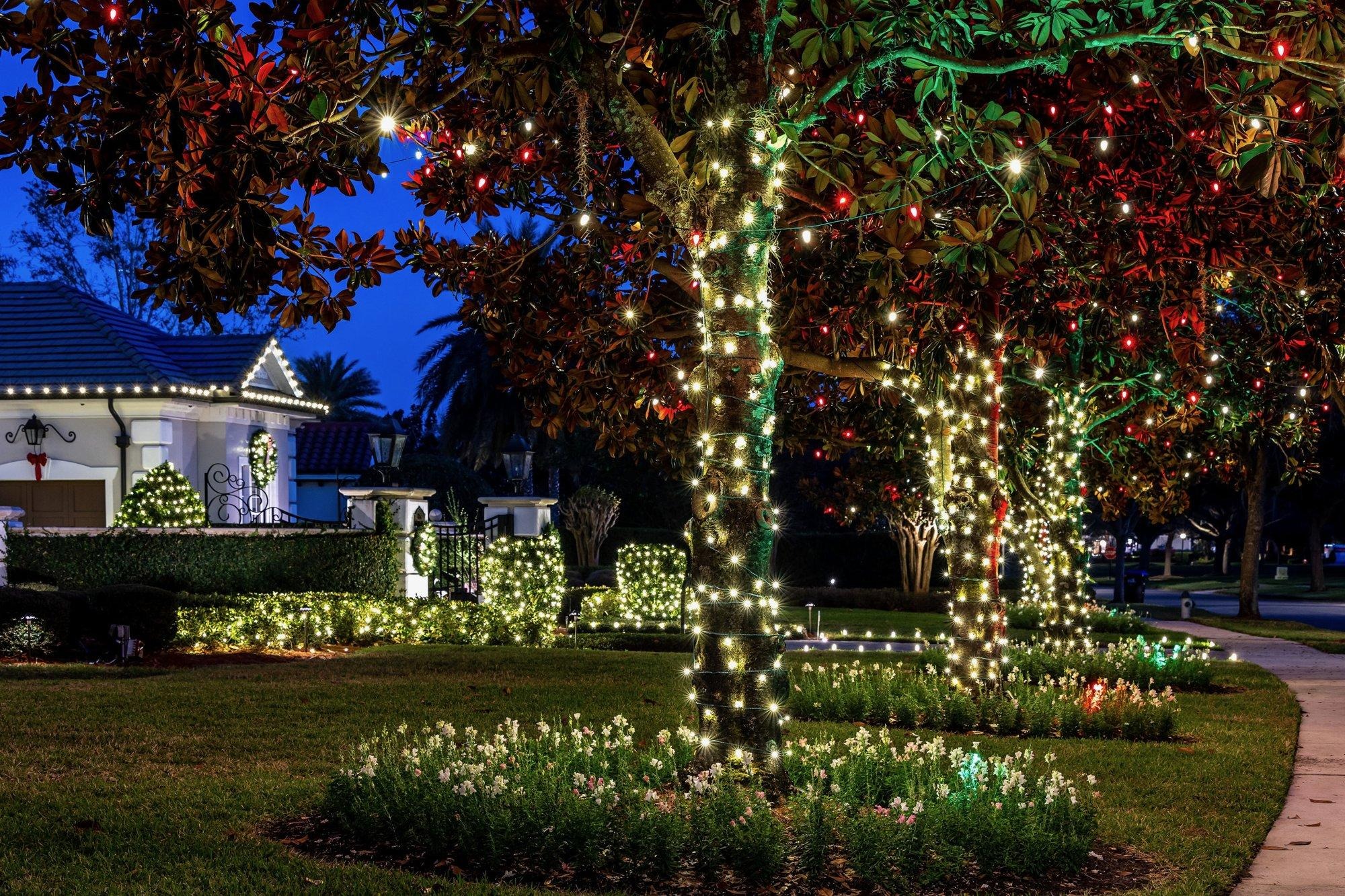 Mature tree trunks wrapped in warm holiday lights with red and green sparkle in the canopy