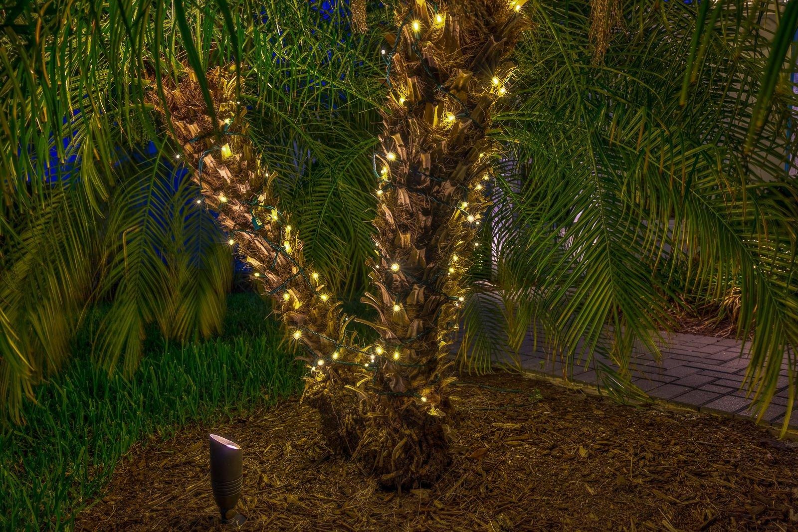 Palm trunks wrapped in warm holiday lights in a tropical South Florida garden