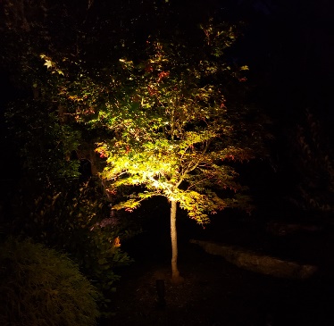 tree with lighting