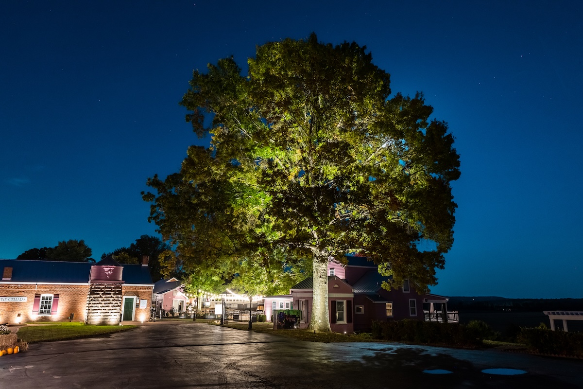 commercial landscape tree lighting