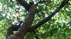 hidden light fixture in tree 