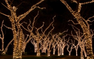 holiday tree lighting 