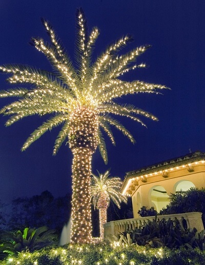 Lighted palm tree