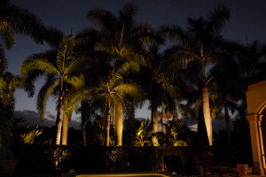naples backyard palm tree lighting 
