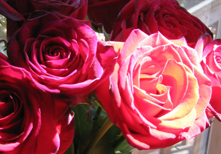 roses up close 