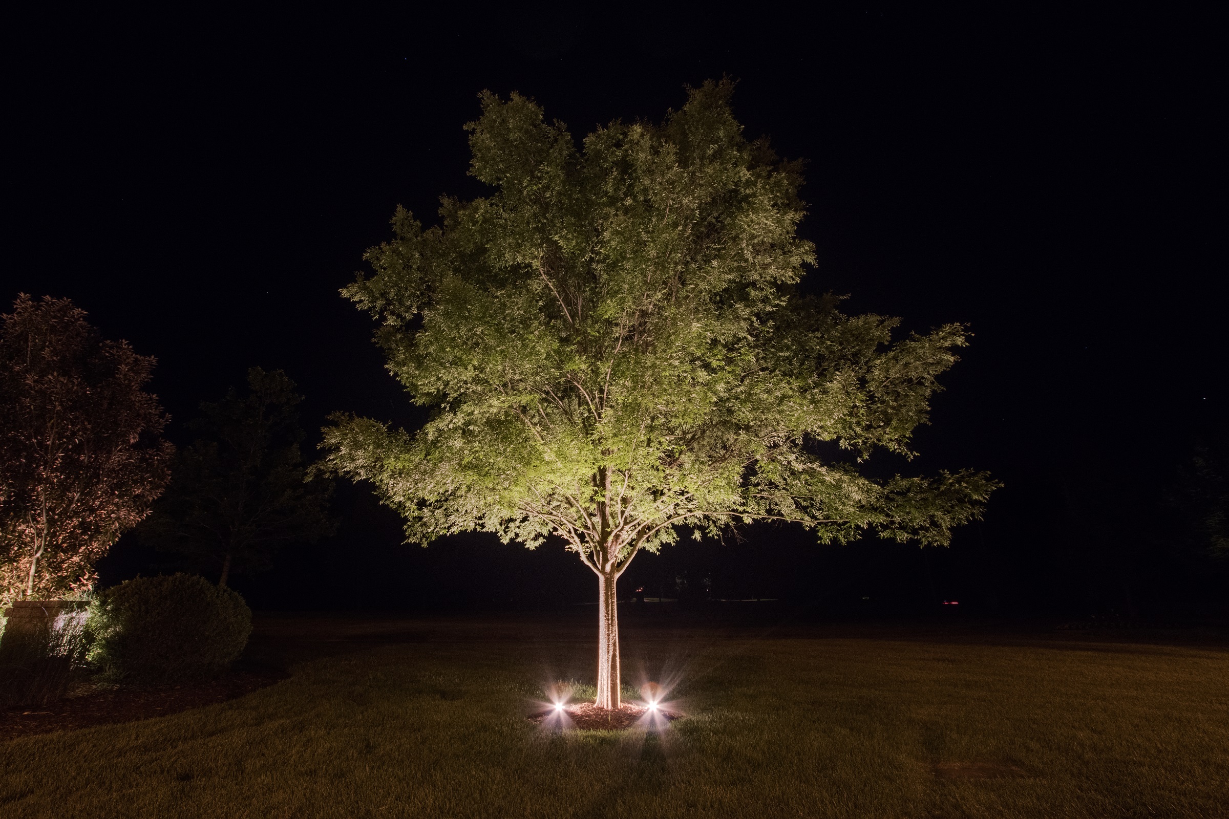 tree uplighting in Dublin Ohio