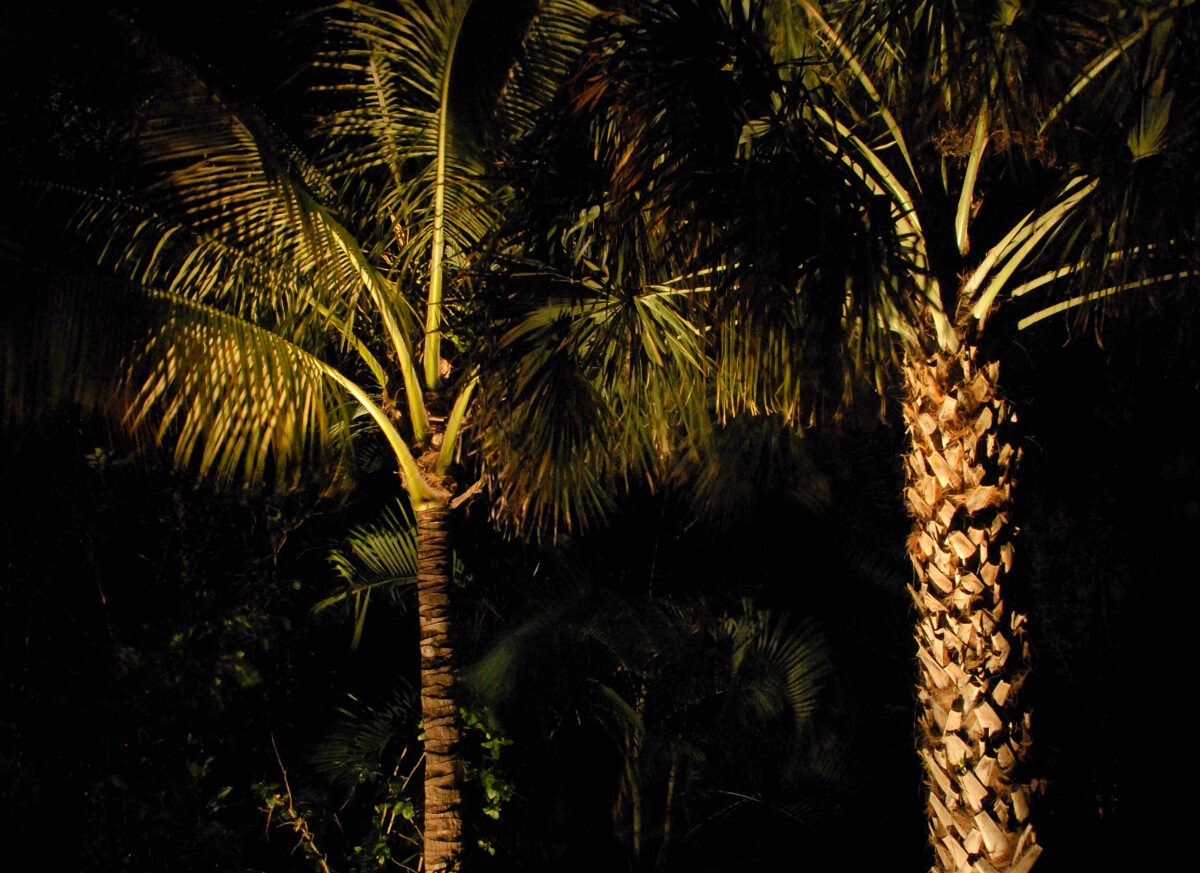 Palm trees with lighting