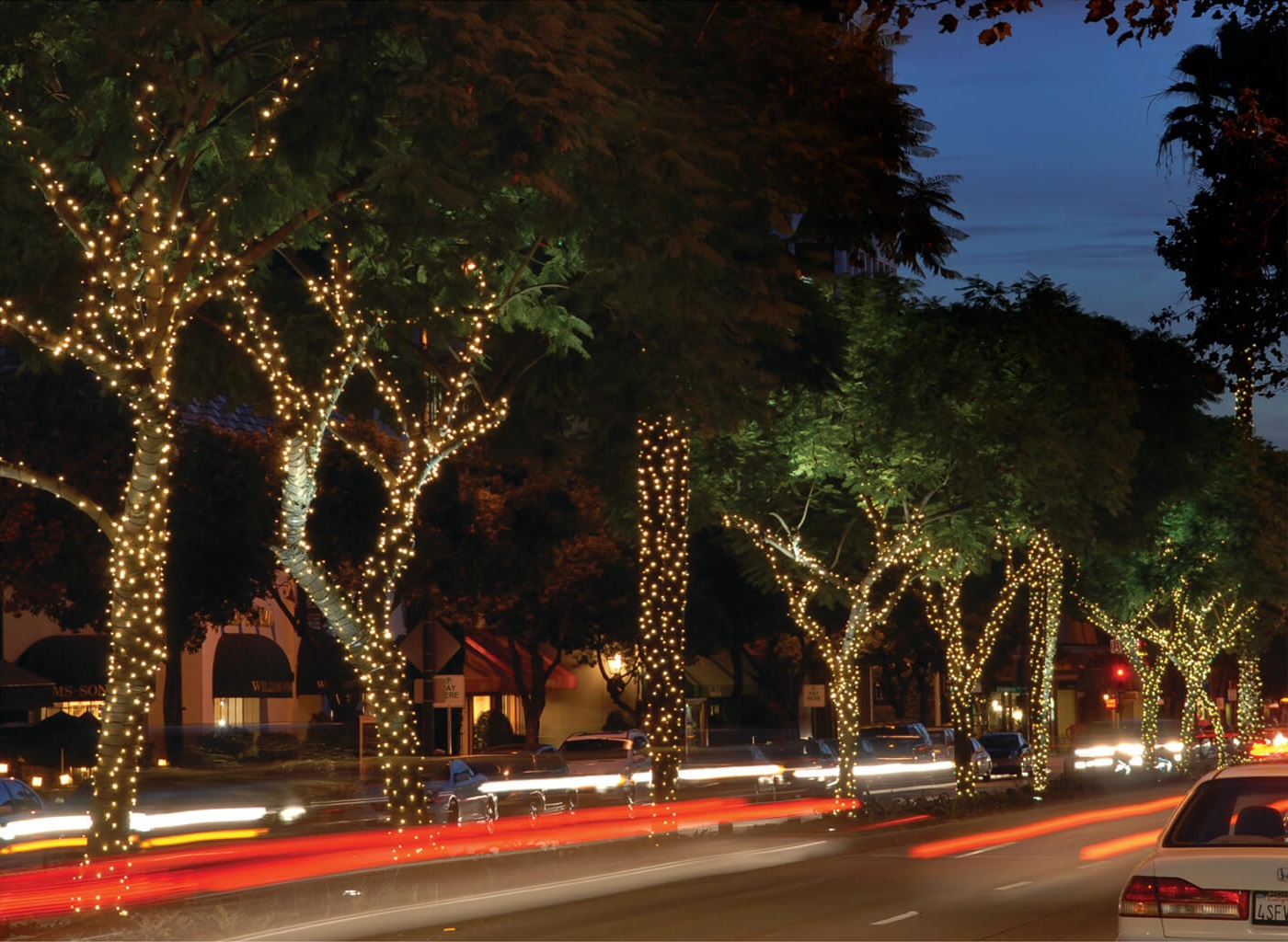 Trees with Christmas lights