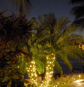 Palm trees with string lights
