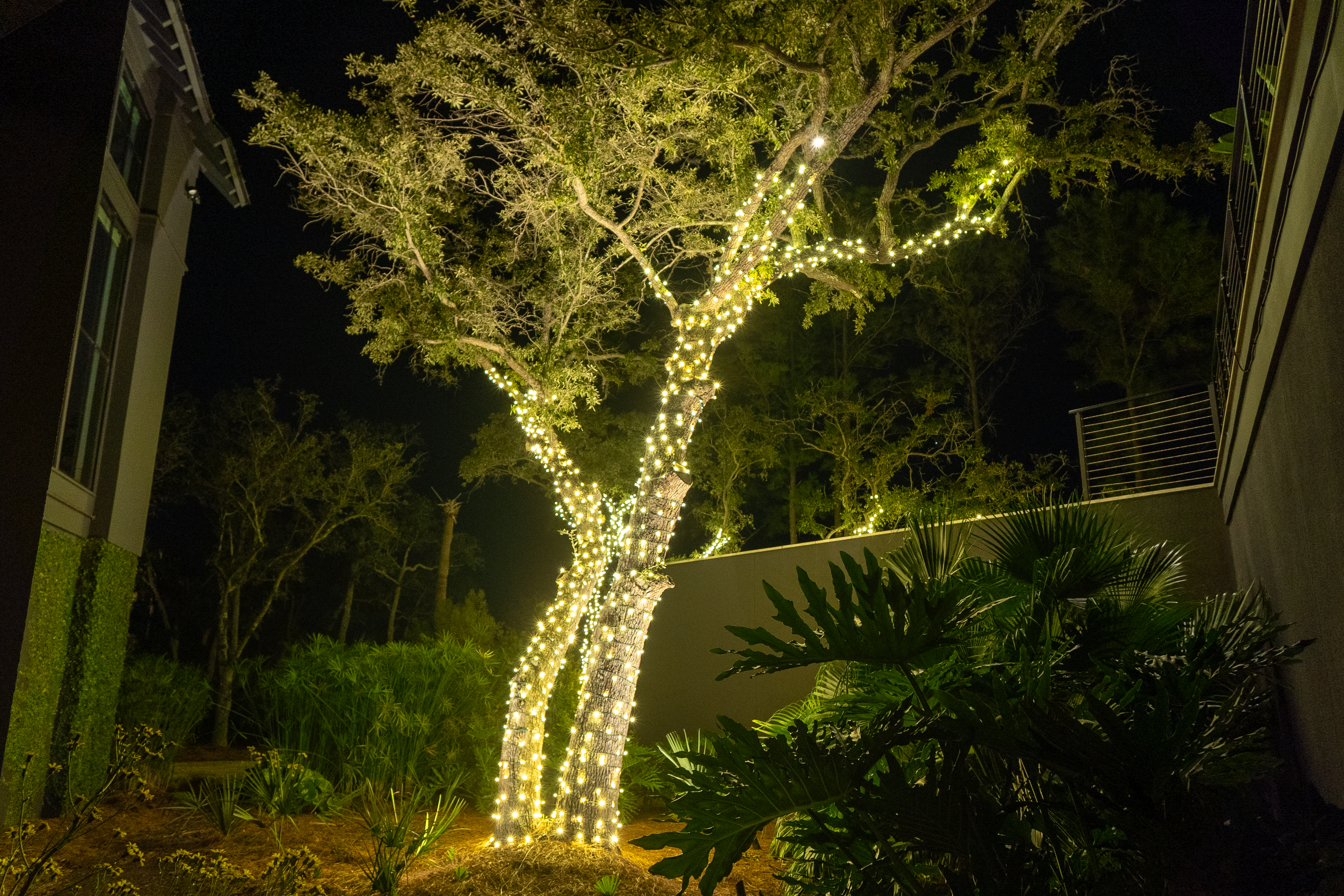 christmas lights around tree