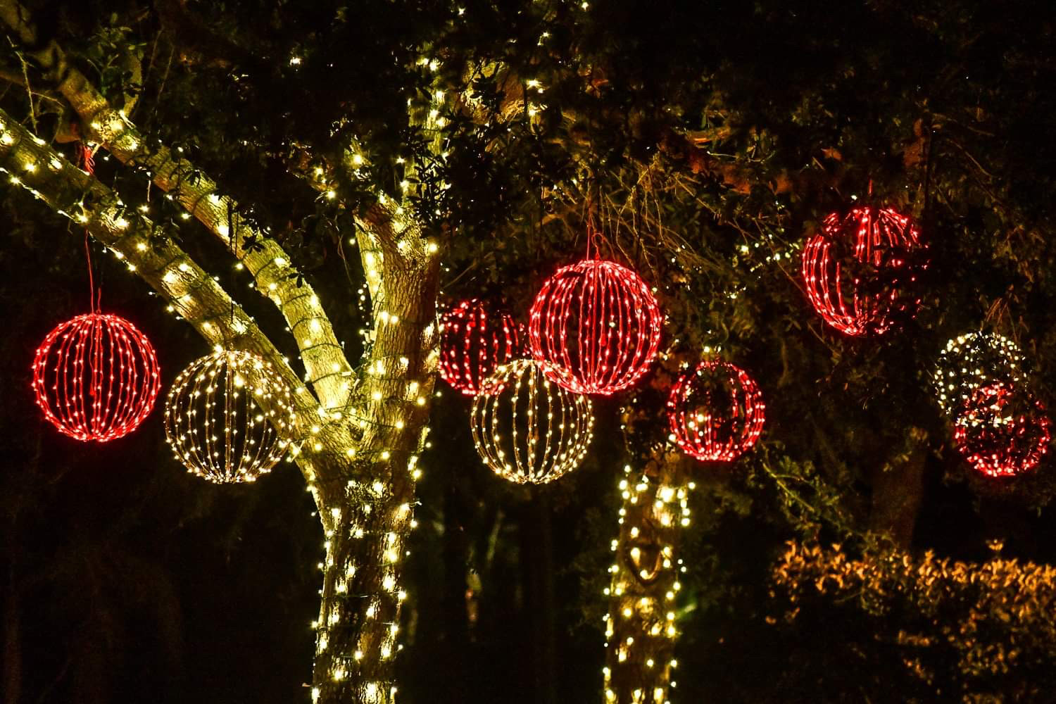 light up balls in tree