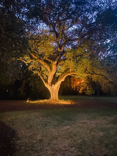 well-lit tree outside