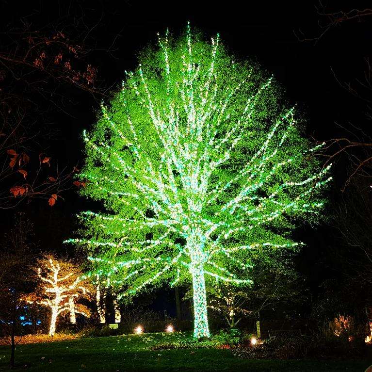 Green Tree Lighting