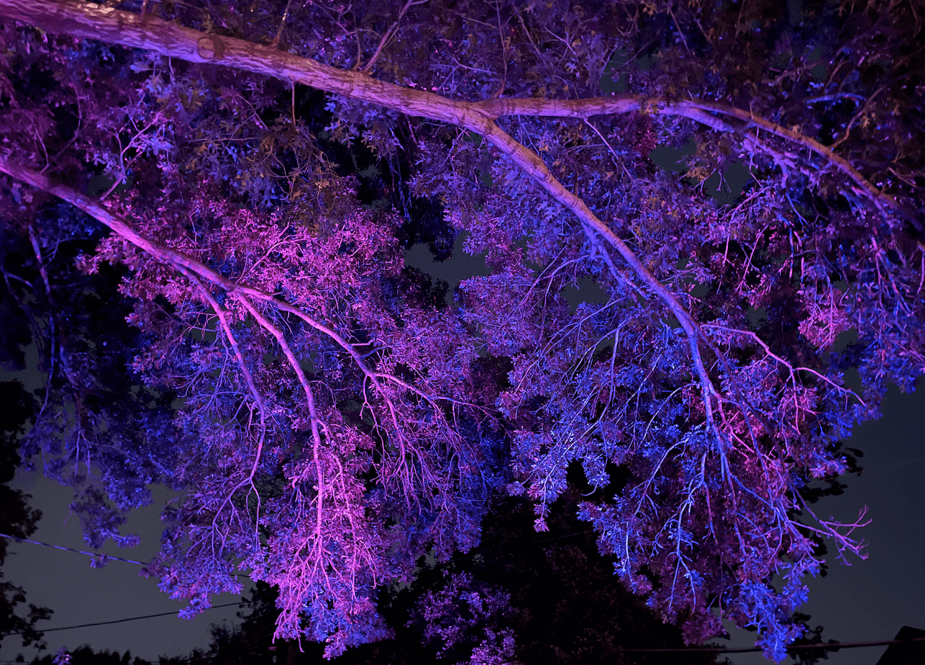 Mount Juliet colored tree lighting RGB
