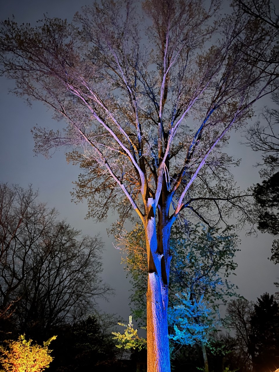 Nashville Colored Tree Lighting