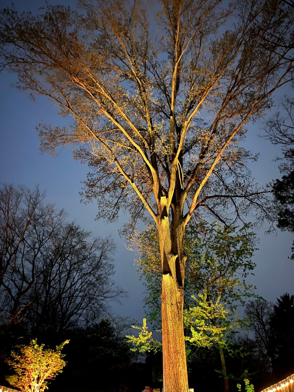 Nashville Professional Tree Lighting