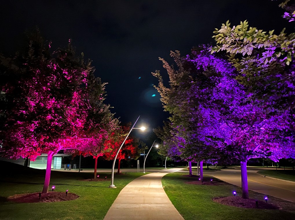 purple and pink trees pathway