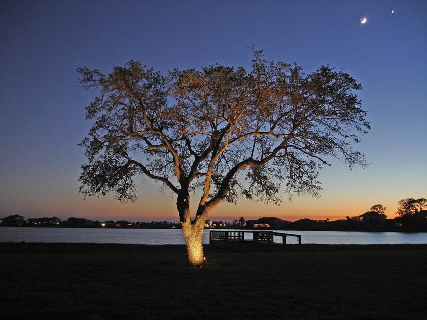 Tree with focal lighting