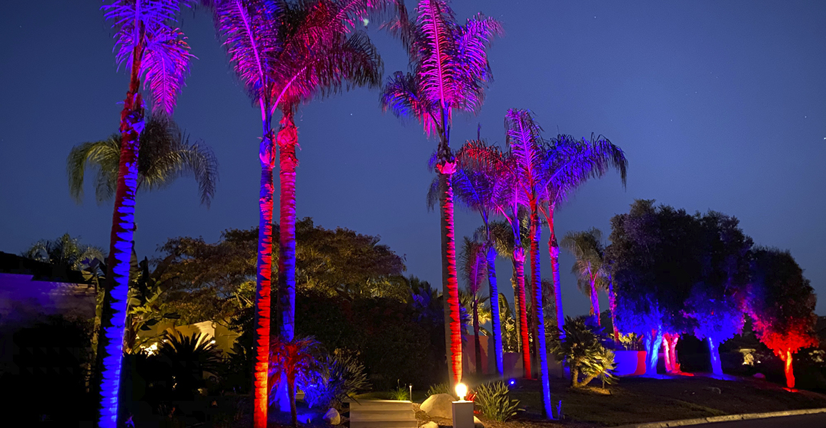 palm tree lighting in Estero, Florida