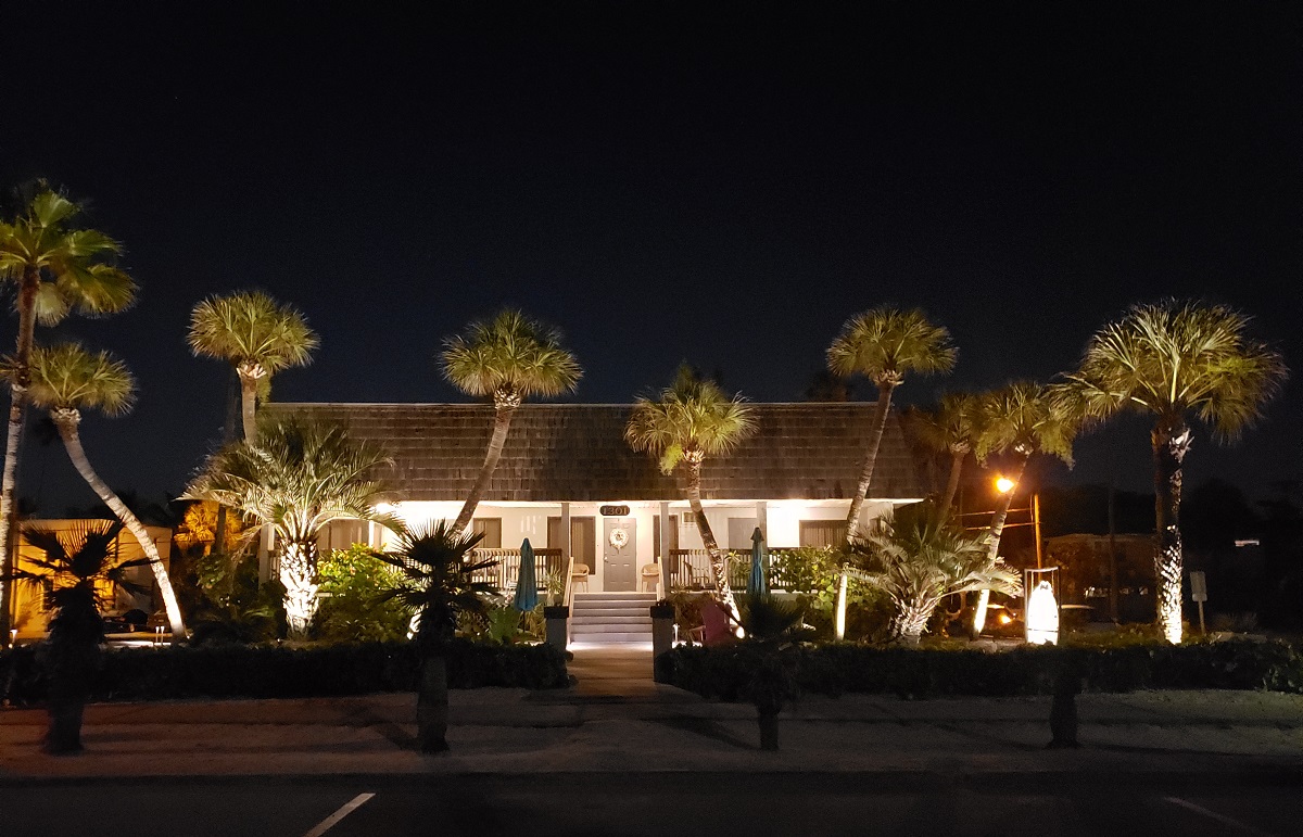 Palm tree lighting for businesses