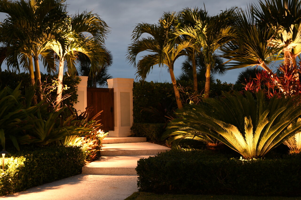 Palm trees illuminated from underneath by landscape lighting