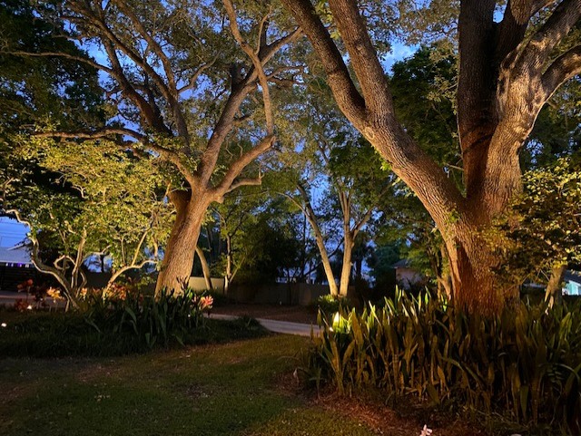 outdoor lighting on trees