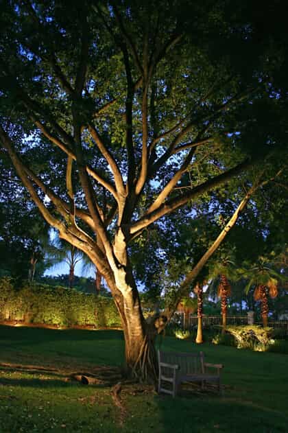 Large tree with uplighting