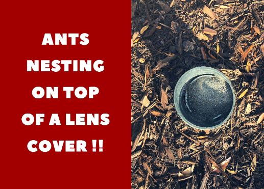 Ants nesting in light