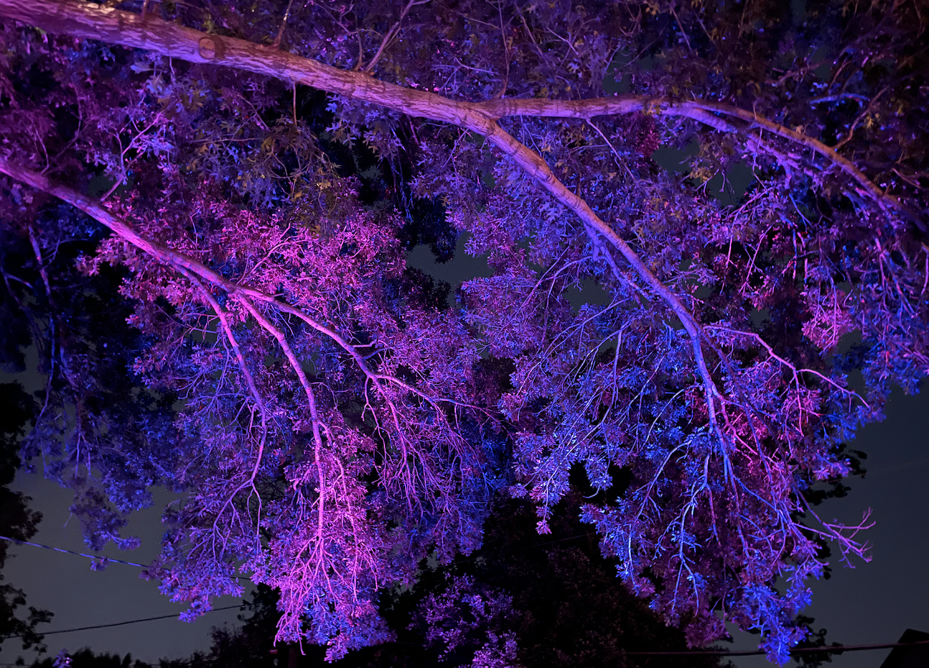 lit tree with purple lights