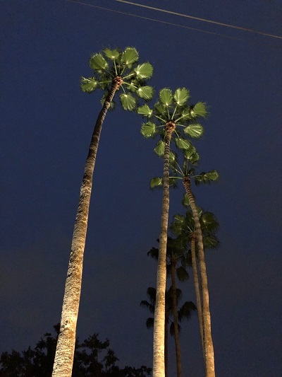 Palm Tree Lighting