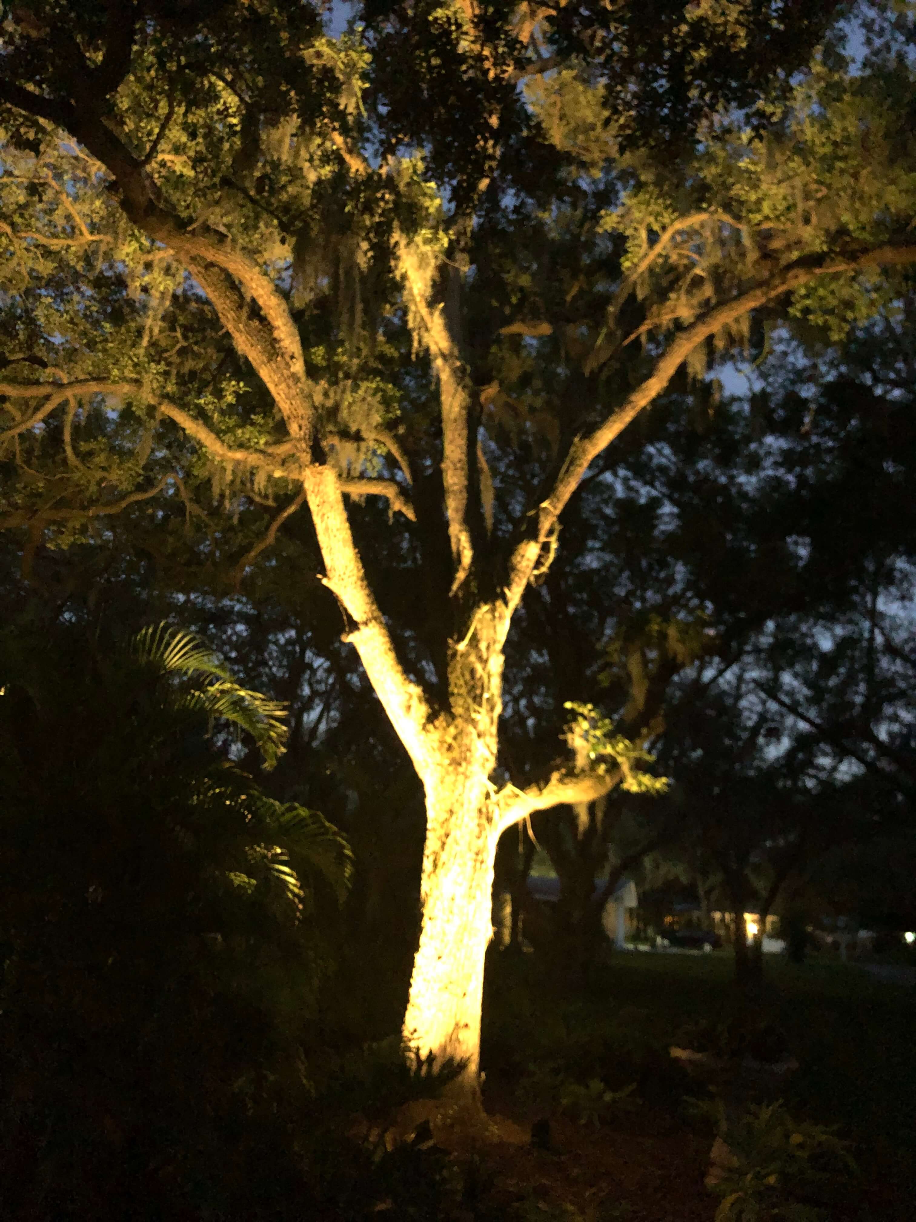 Oak Tree Lighting