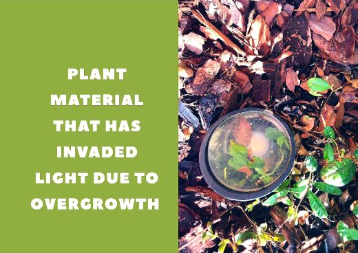 plant overgrowth