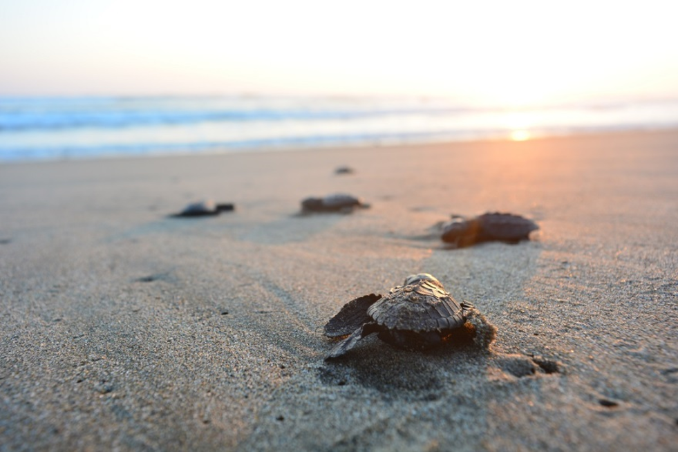 baby turtles in the sand going towards the ocean