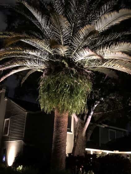uplighting large palm tree