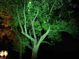Green lighting on a tree