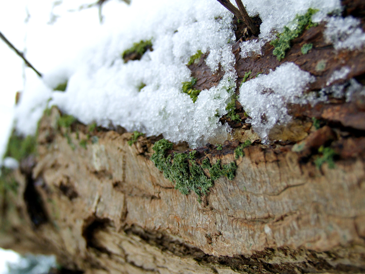 snowy tree limb