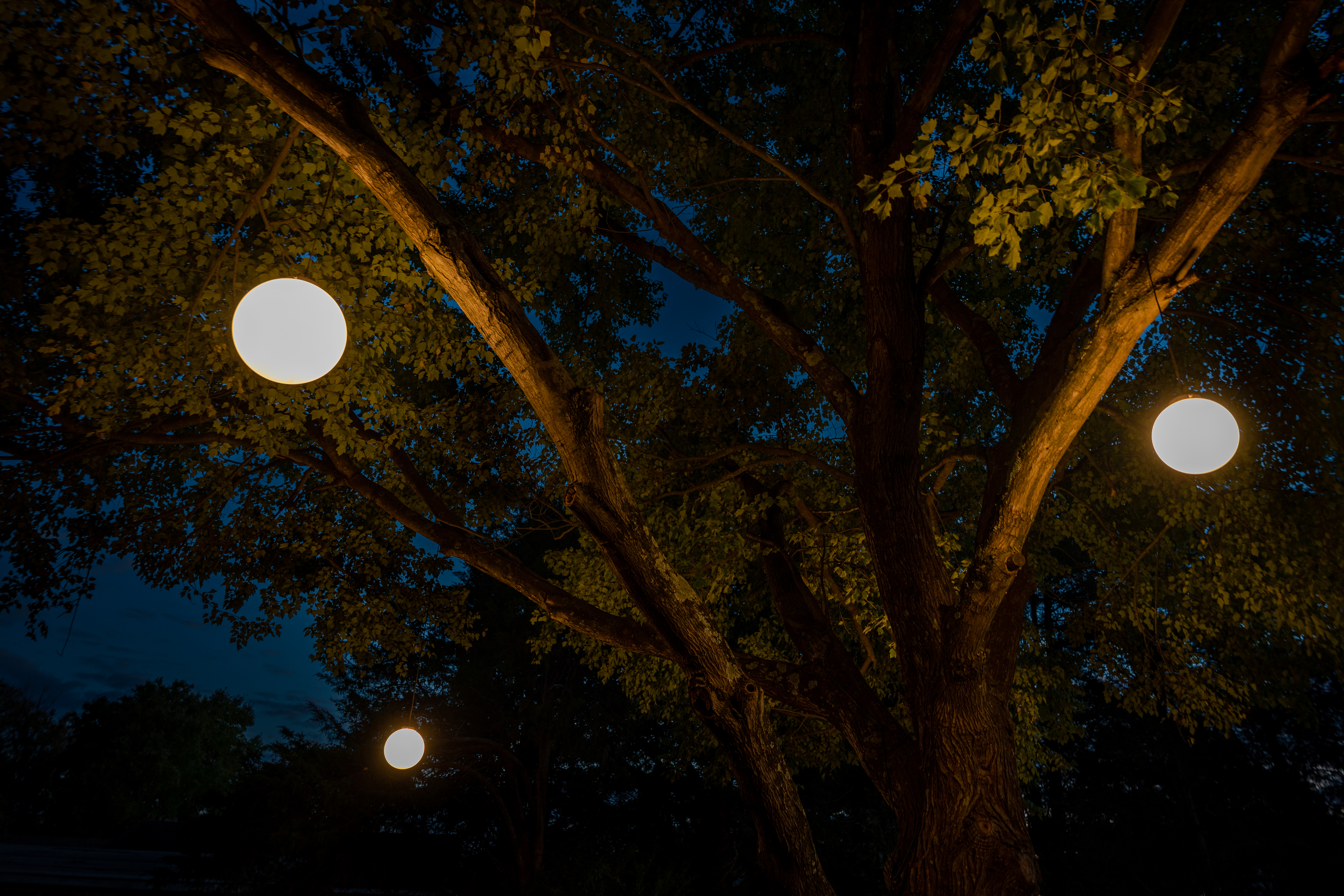 outdoor trees with led orb lights in redmond