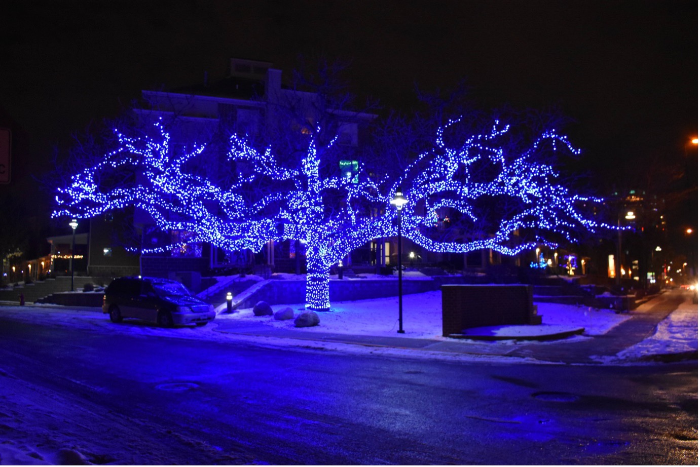 Photo of Blue Holiday Lighting on a Tree