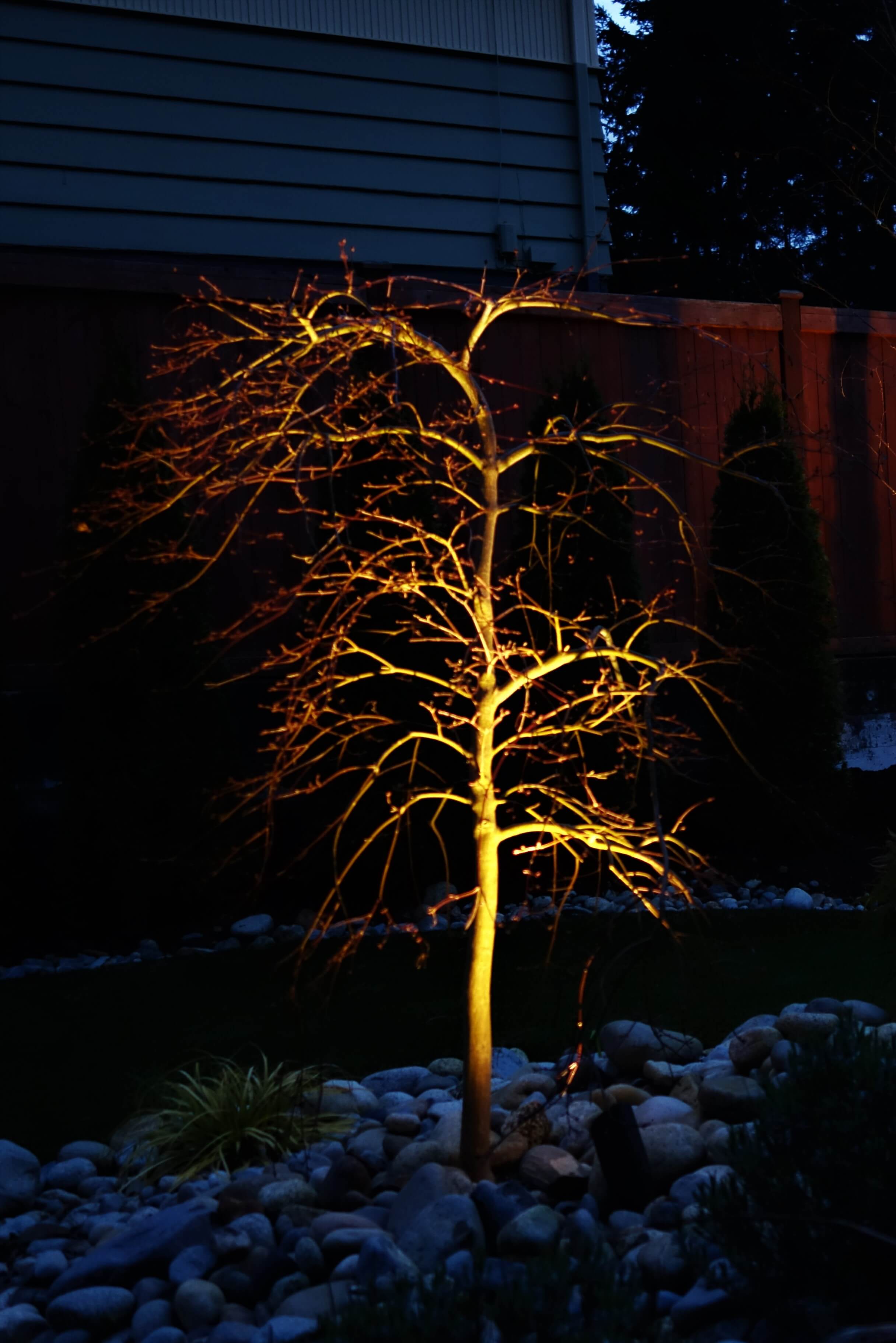 Japanese maple tree with landscape lighting to make it a focal point