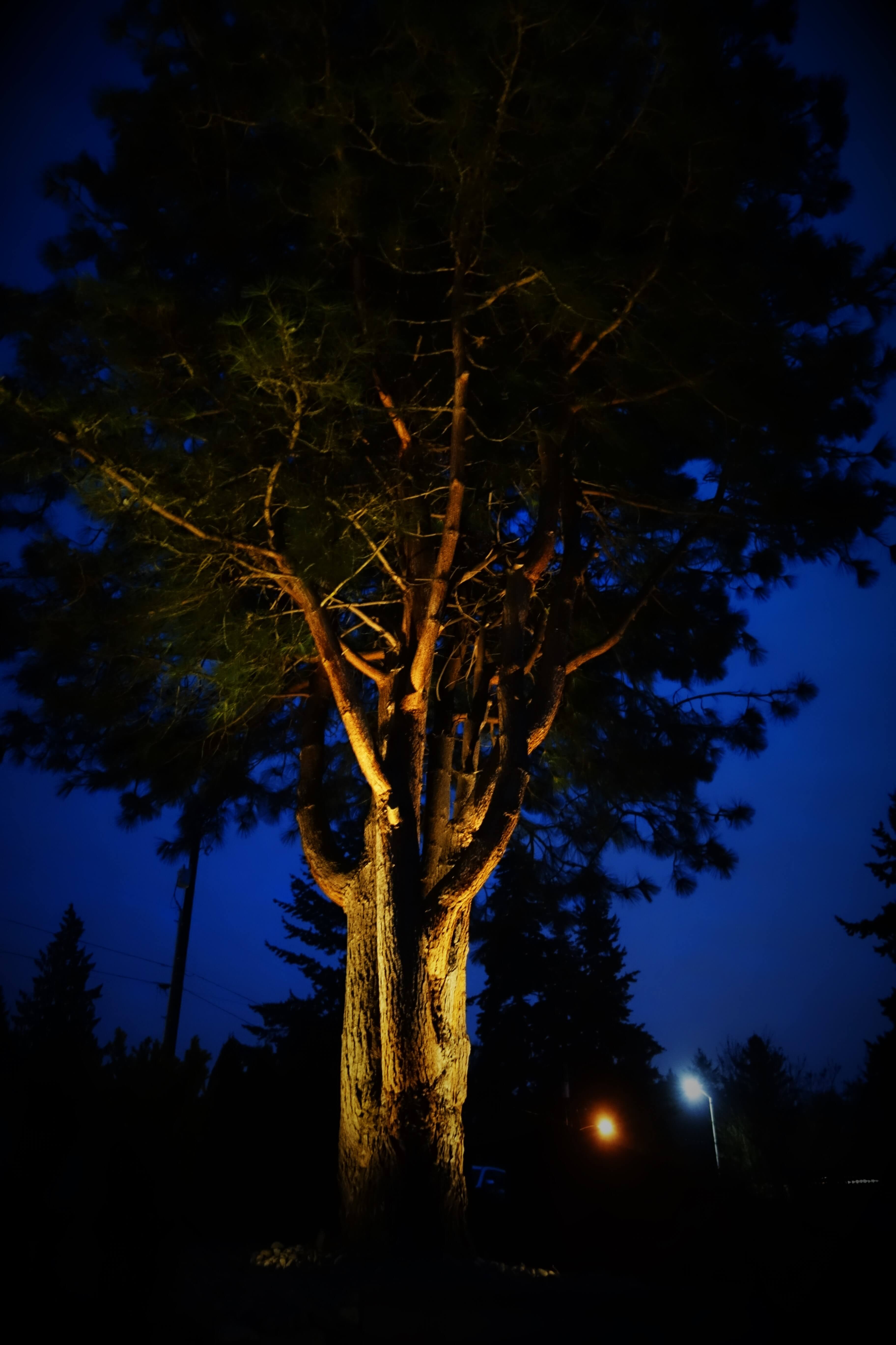Huge pine tree with uplighting