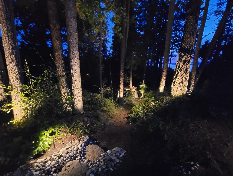 A path in a forest at night