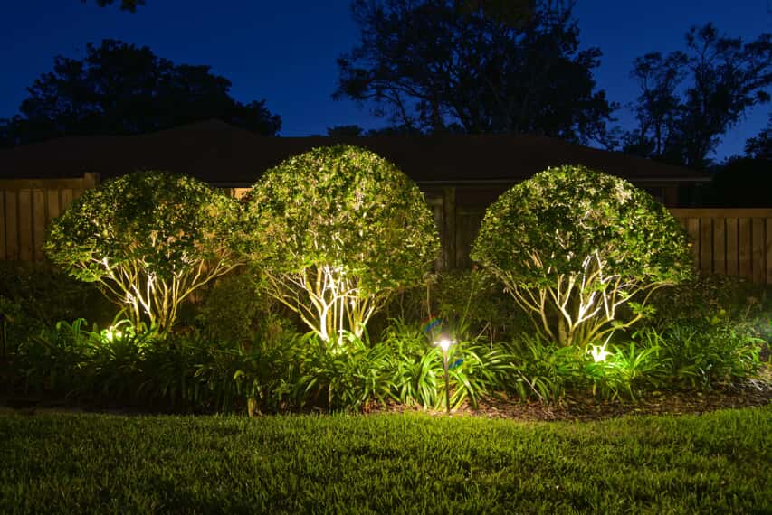 bush trees with illumination and lighting on them 