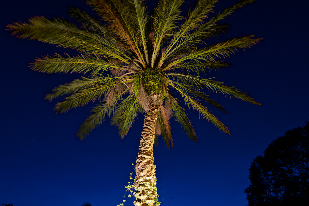 palm tree lighting