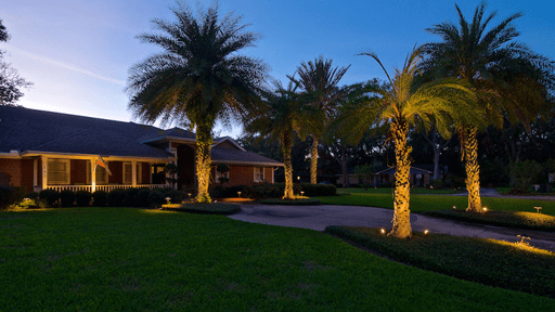 Palm trees in driveway illuminated from below with Jacksonville landscape lighting 