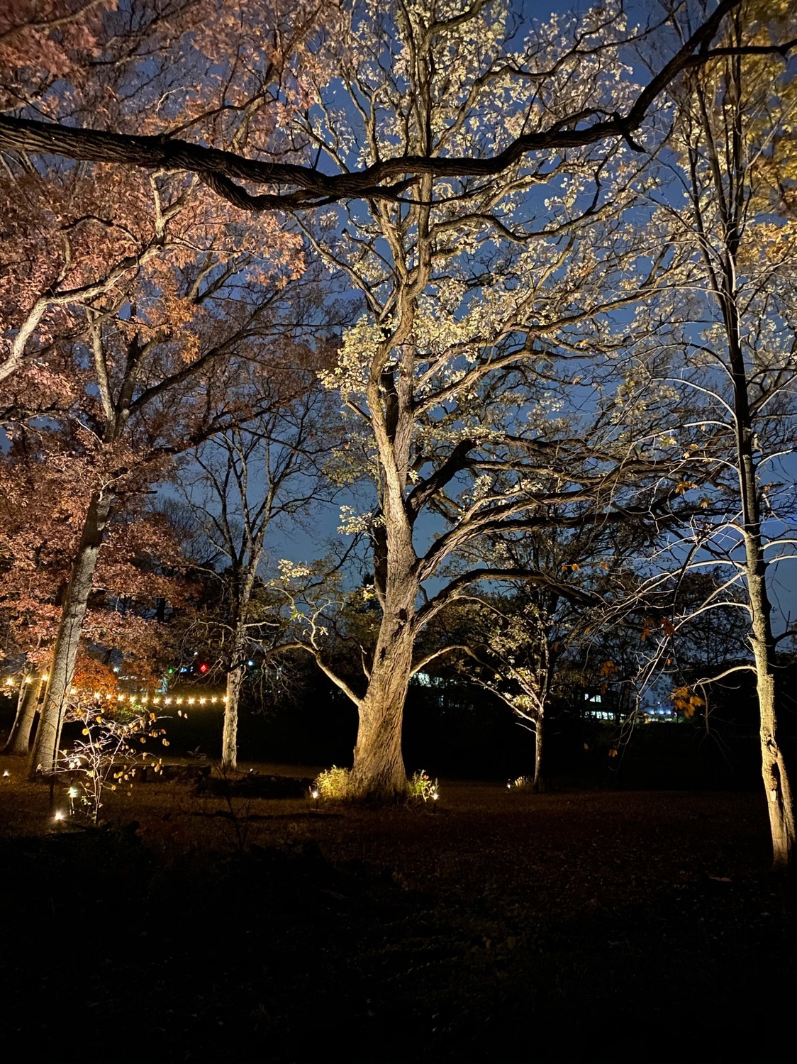 color changing landscape lighting richmond virginia