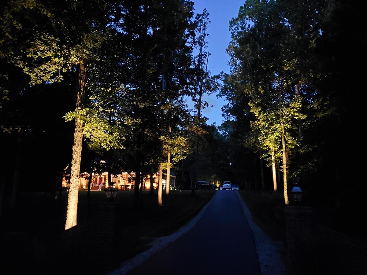 landscape tree lighting 